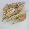 Concha Galvanizada DIY Jóias Acessórios Brincos Pingente Pingente Criativo Feito à Mão Natural Shell