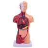 Modelo de cuerpo humano de 28 cm, torso, vísceras humanas, modelo de anatomía, material didáctico médico, hueso, juguetes educativos para niños.