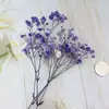 Pacote de Material DIY Flor Eterna 1g Gradiente Cabeça Grande Mosquitinho Estrela Milionária Buquê de Flores Secas Flor Eterna Flor Real