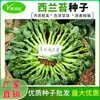 Brócoli No. 1 Semillas, Brócoli, Col rizada, Col rizada, Brócoli, Brócoli, Brócoli, Brócoli, Semillas de Verduras