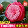 Dropshipping Plántulas de Camelia Xiangfei Plantas de Camelia en Maceta Florecen en Todas las Estaciones y Son Buenas para Alimentar Interiores Sala de Estar Balcón Exterior