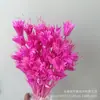 Flores Octogonais Secas Atacado Materiais Florais DIY Frescas e Artísticas Flores Criativas Decoração Plantas Adereços de Fotografia