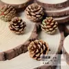 Virutas de Madera Cáscara de Nuez Material Planta Taibao Especimen Piña de Pino Paquete de Materiales de Flores Secas DIY Chen Mai Hecho a Mano Bellota Seca Marco de Fotos