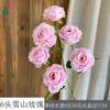 26 Años de Materiales de Flores Rosadas, Diseño de Rendimiento Comercial, Flores Falsas para Sesión de Fotos de Boda Romántica, Flores de Seda para Decoración Suave
