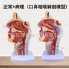 Modelo de anatomia nasal humana Modelo de ensino médico de otorrinolaringologia Nariz Cavidade oral Estrutura nasal Modelo de tecido