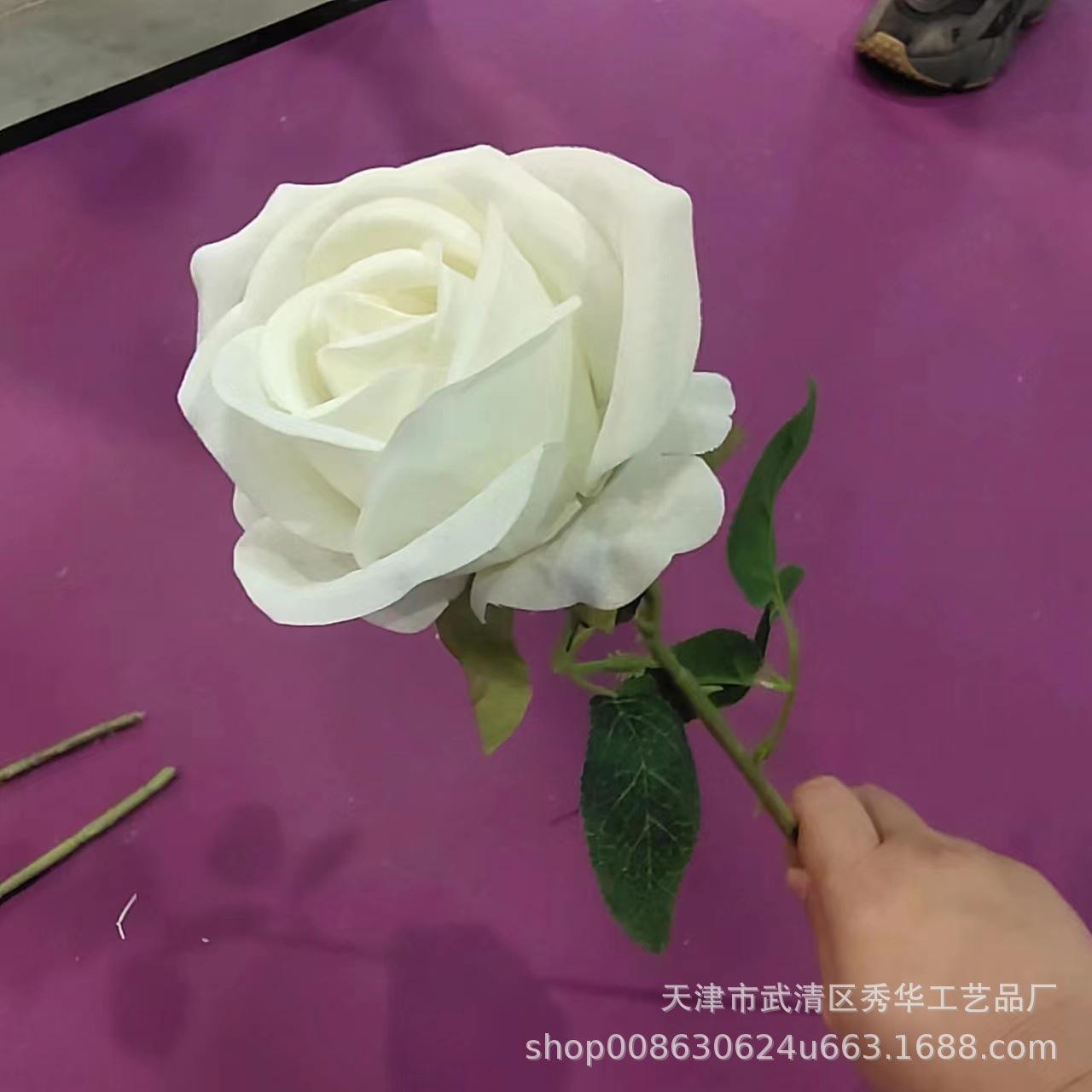 杨玉刚玫瑰白色