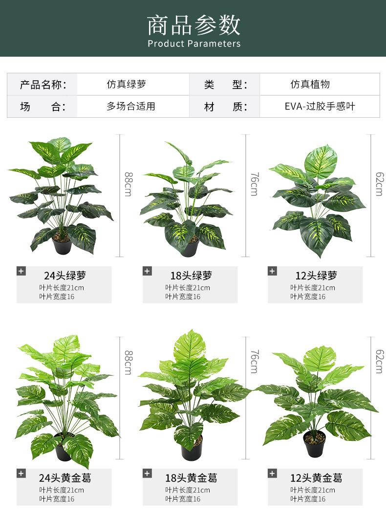 绿萝_08.jpg