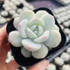 Base de planta suculenta autoproducida y autovendida al por mayor suculentas pequeñas combinación de flores plantas en maceta plantas carnosas Lithops Haworthia