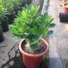 Mudas de Rosa-do-Deserto de Flores Dobradas Plantas em Vasos, Flores que Florescem nas Quatro Estações, Pequeno Bonsai, Plantas Perenes, Caules Antigos, Varanda Interna