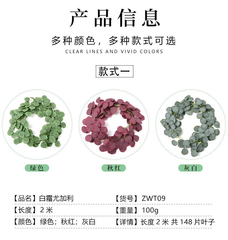尤加利藤条_04