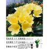 Orquídea Mariposa Monje Clivia Auténtica en Maceta Redonda con Capullos en la Sala de Estar y la Oficina Plántulas de Orquídea Florecen en Todas las Estaciones