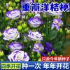 E-commerce Dropshipping de Sementes de Lisianthus para Uso Interno e Externo em Todas as Estações, Flores de Vaso Fáceis de Cuidar, Sementes de Flores Floríferas para Exterior