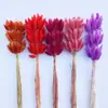 Hierba de Cola de Conejo Seca, Flores Preservadas, Materiales para Ramo de Flores Secas Transfronterizo, Accesorios para Fotografía, Hierba de Cola de Zorro Colorida, Venta al por Mayor de Fábrica