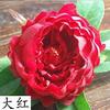 Decoração de casamento de peônia de alta simulação 12cm cabeça de flor de peônia parede de flores arco de flores parede de flores artificiais DIY