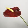 Venta al por mayor de Flores Artificiales para Comercio Exterior, Flores Falsas para Decoración Interior del Hogar de Año Nuevo, Arreglos de Boda, Flores de Seda de Anturio de Tallo Único