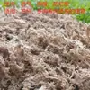Musgo sphagnum seco, específicamente para orquídeas, musgo para orquídeas, tierra para orquídeas dendrobium, musgo, sustrato para tortugas y para plantas carnívoras como las droseras y las nepenthes