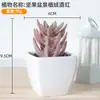 Decoração de planta verde para casa em vaso de plástico carnudo, pequenos enfeites de mesa, vaso com combinação de flores artificiais, adereços para fotografia
