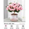 Dropshipping Azalea Planta en Maceta de Flor Doble Floración Interior Todo el Año con Capullos Grandes y Fácil de Cultivar