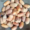 Qinggangzi También conocido como Tiezhuzi Tie Lizi Sombrero de Cerdo Productos secos 500g Material medicinal chino