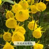 Bulbos e sementes de narcisos importados para plantio hidropônico e em vasos, flores de pétalas duplas, fáceis de cuidar em ambientes internos e em varandas, resistentes e tolerantes ao frio.