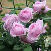 Una Sola Planta de Rosas con Flores Grandes y Capullos, Adecuada para Uso en Interiores y Exteriores, Se Puede Enviar