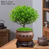 Mudas de bonsai de pilha velha de folhas pequenas, plantas florais, micropaisagem, hidroponia, escritório, plantas perenes fáceis de cultivar em vasos, o ano todo