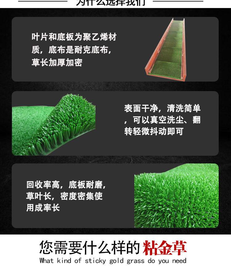 粘金草 (3).jpg