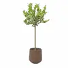 Plantas en Maceta de Limonero Árboles Verdes con Forma de Árbol para Interiores y Exteriores que Dan Fruto en Todas las Estaciones, Plantas Verdes Frutales para Consumo en Patio Balcón