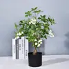 Folhas Artificiais de Costela de Adão e Calathea, Plantas Penduradas em Vasos, Plantas Decorativas de Interior, Plantas para Paisagismo, Plantas para Decoração de Ambientes, Árvores Artificiais