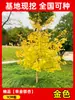 Envío directo de plantones de ginkgo con hojas verde doradas tempranas, adecuados para plantar en patios y villas, se pueden cultivar tanto en el norte como en el sur, grandes árboles ornamentales paisajísticos en macetas