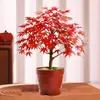 Planta bonsai de ácer vermelho japonês muda red dancer para interior quatro estações fácil de cultivar em vaso varanda pátio ácer vermelho quatro estações