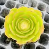 Base de planta suculenta autoproducida y autovendida al por mayor suculentas pequeñas combinación de flores plantas en maceta plantas carnosas Lithops Haworthia