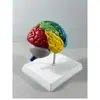 Producción de Anatomía del Esqueleto Humano 1:1 Área Funcional del Hemisferio Cerebral Derecho Anatomía Modelo del Cerebro Humano Enseñanza Médica