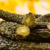 Pepinos encurtidos para salsa 500g Pepinillos para el desayuno Estilo Ningbo Pepino encurtido Plato de acompañamiento listo para comer Envío gratis