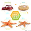 Juguete modelo de animal pequeño simulación ciclo de vida crecimiento rana tortuga pollo Montessori material didáctico preescolar venta al por mayor