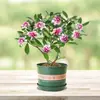 Orquídea Phalaenopsis, Planta Ornamental de Interior, Planta Resistente ao Frio, Planta Florífera, Tronco Velho com Botões, Mudas de Flores Grandes e Pequenas, Planta em Vaso, Bonsai de Fragrância Forte