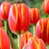 Semillas de bulbos de tulipán, bulbos holandeses de pétalo simple de 5 grados, flores de interior en maceta, florecen todo el año, fáciles de cuidar, aptos para cultivo hidropónico, venta al por mayor