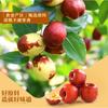 Tienda Liangpin dátil de invierno crujiente 35g dátil rojo crujiente dátil grande sin hueso sin lavar especialidad de Huanghua productos de snack casuales para celebridades de Internet