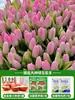 Tulipanes Hidropónicos al por Mayor 5 Grados Bulbos Grandes Resistentes al Frío para Invierno Interior/Exterior Fáciles de Cultivar para Principiantes Flores en Maceta Plantas