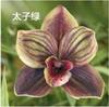 Cabeza de Flor de Orquídea Phalaenopsis Impresa en 3D de Espuma EVA, Accesorio de Regalo Xiaohongshu, Accesorio para el Cabello, Decoración de Ropa, Exquisita Decoración de Boda