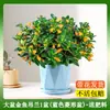 Orquídea Peixe Dourado em Vaso para Todas as Estações, Flor Peixe Dourado Planta Ornamental para Sala de Estar Interna, Jiboia Sempre-verde para Todas as Estações