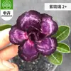 Planta en Maceta Rosa del Desierto con Doble Pétalo, Planta Verde Resistente a la Sequía, Fácil de Cuidar en Interiores o en el Balcón, Planta Suculenta Fácil de Mantener en Verano