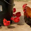 Bebedouro Automático para Frangos, Patos e Gansos; Bebedouro para Frangos; Bebedouro para Codornas, Pintinhos, Patos e Pássaros; Bebedouro para Aves