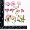 Funda para Teléfono Celular con Flor Seca y Pegamento de Rosa, DIY, Flor Real, Flor en Relieve, Flor en Relieve, Material de Muestra de Planta para Enseñanza Infantil