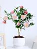 Planta de camelia Xiangfei en maceta con brotes, flor roja de cinco colores, fácil de cultivar en interiores y que florece en todas las estaciones.