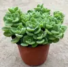 Planta en Maceta con un Toque de Fragancia, Planta Verde con Aroma Fuerte para Sala de Estar, Balcón, Repelente de Mosquitos, Repelente de Insectos, Suculenta con Aroma, con Tierra para Macetas