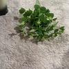 Simulación 16 Ramas Eucalipto Hoja de Dólar Ramo Flor de Simulación Material de Acompañamiento Hoja Ingeniería Paisajística Decoración Boda Flor