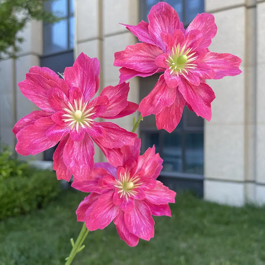 3头海棠花-玫红.JPG
