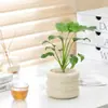Bonsái Tocón Viejo Bonsái Cuatro Estaciones Plantas Fáciles de Cultivar Escritorio Oficina Floración Resistente a la Sequía Plantas Verdes Plantas Pequeñas en Maceta
