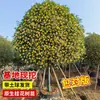 Plántulas de osmanthus, árboles grandes, plantas de osmanthus de cuatro estaciones en maceta, adecuadas para plantar tanto en el norte como en el sur, plantación en el suelo del patio exterior, plantas con flores de osmanthus dorado y osmanthus rojo